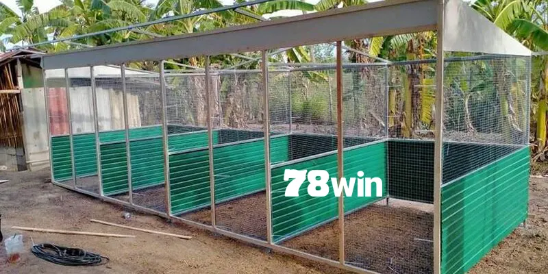 Cách chăm sóc gà chọi trước khi đá đúng đắn mà bạn nên biết 5 Chuồng gà phải sạch sẽ, thoáng mát và kết cấu chắc chắn