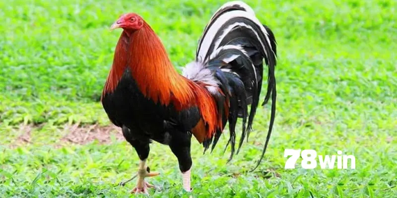 Top 5 Giống Gà Tre Đá Được Ưa Chuộng Nhất Việt Nam 2024 7 Gà tre lai Mỹ - Có nhiều loại cho bạn chọn lựa